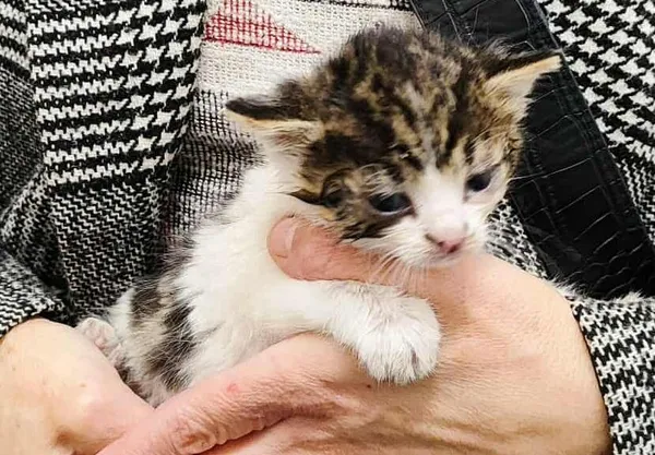 Znaleziono kota, Toruń, 1 października 2025