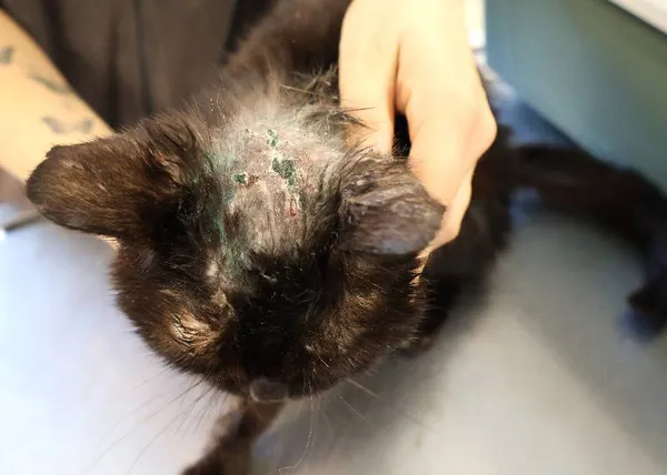 Znaleziono kota, Łódź, 2 października 2025 (1/3)