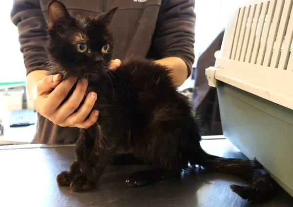 Znaleziono kota, Łódź, 2 października 2025 (3/3)