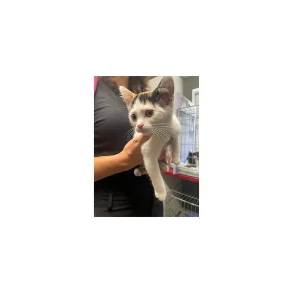 Znaleziono kota, Białystok, 1 września 2025