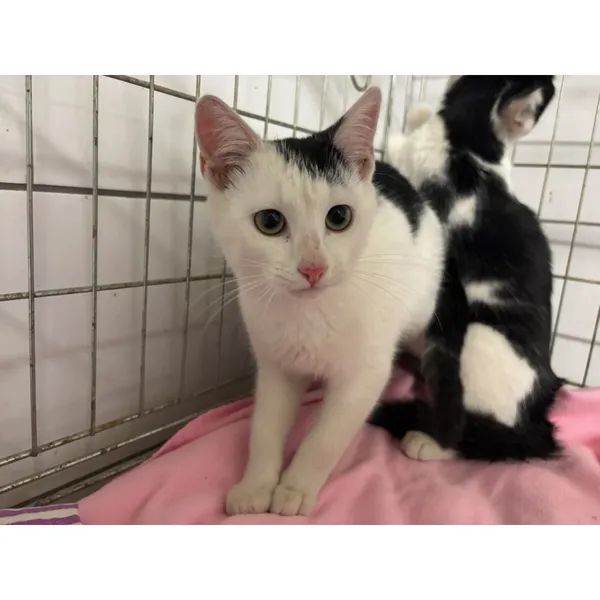 Znaleziono kota, Białystok, 3 października 2025