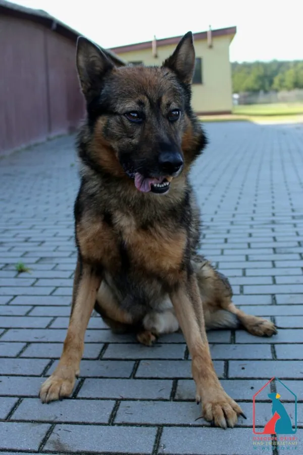 Pies do adopcji, Grudziądz, 15 września 2025