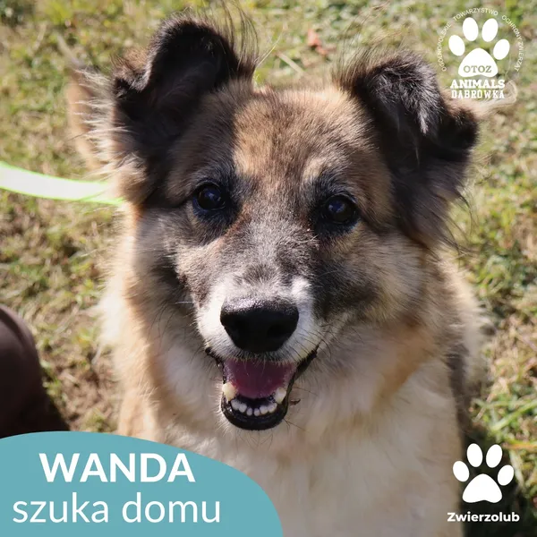 Pies do adopcji, Dąbrówka, 2 października 2025 (1/4)
