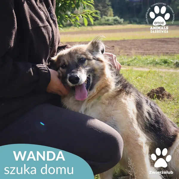 Pies do adopcji, Dąbrówka, 2 października 2025 (2/4)