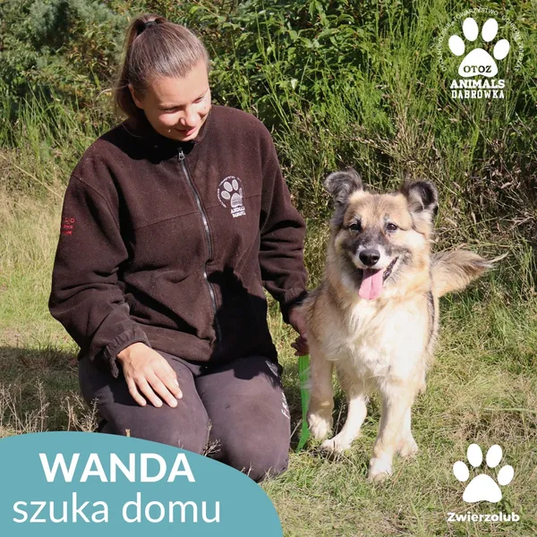 Pies do adopcji, Dąbrówka, 2 października 2025 (3/4)