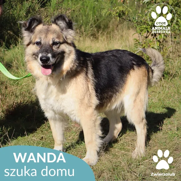 Pies do adopcji, Dąbrówka, 2 października 2025 (4/4)