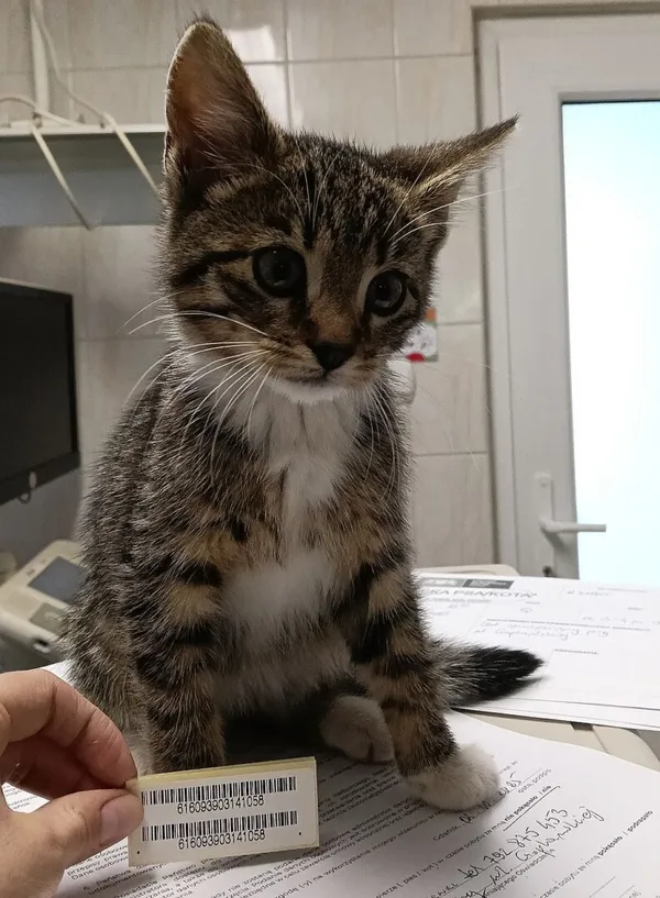 Znaleziono kota, Gdańsk, 3 października 2025