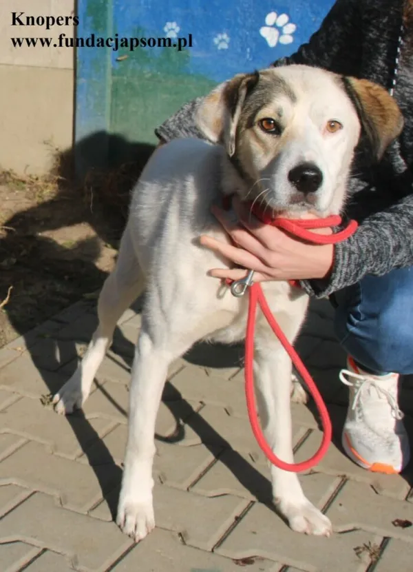 Pies do adopcji, Nowy Dwór Mazowiecki, 3 października 2025 (2/5)