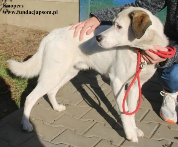 Pies do adopcji, Nowy Dwór Mazowiecki, 3 października 2025 (3/5)