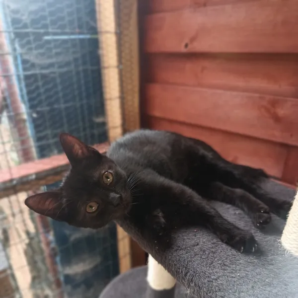 Oddam kota, Olsztyn, Osiedle nad Jeziorem Długim, 4 października 2025 (1/4)