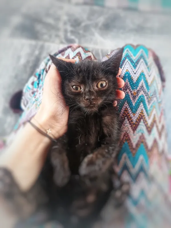 Oddam kota, Olsztyn, Osiedle nad Jeziorem Długim, 4 października 2025 (2/4)