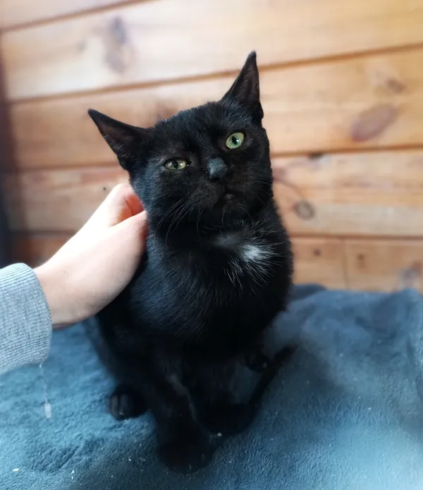 Oddam kota, Olsztyn, Osiedle nad Jeziorem Długim, 4 października 2025 (3/4)