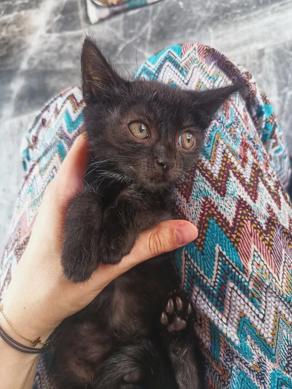 Oddam kota, Olsztyn, Osiedle nad Jeziorem Długim, 4 października 2025 (4/4)