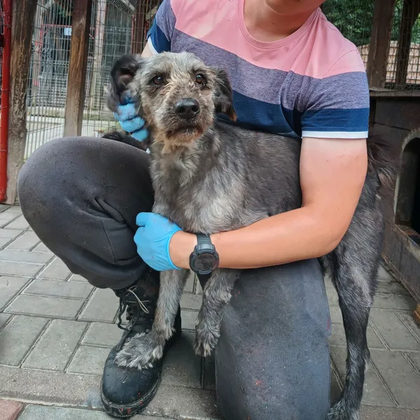 Oddam psa, Olsztyn, Osiedle Tadeusza Kościuszki, 4 października 2025 (2/4)