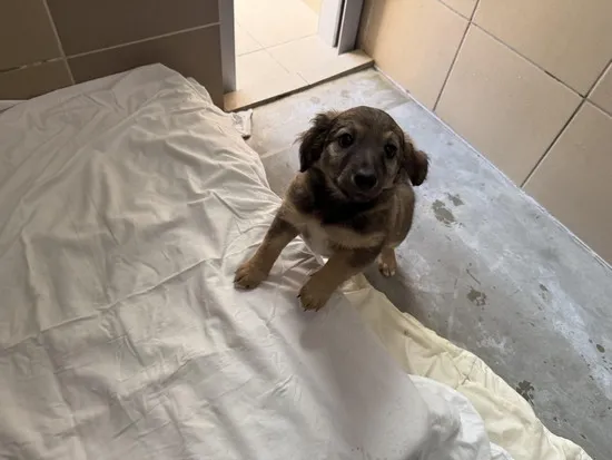 Pies do adopcji, Kraków, 2 października 2025