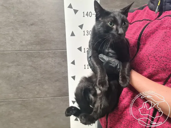 Znaleziono kota, Chełmek, 3 października 2025