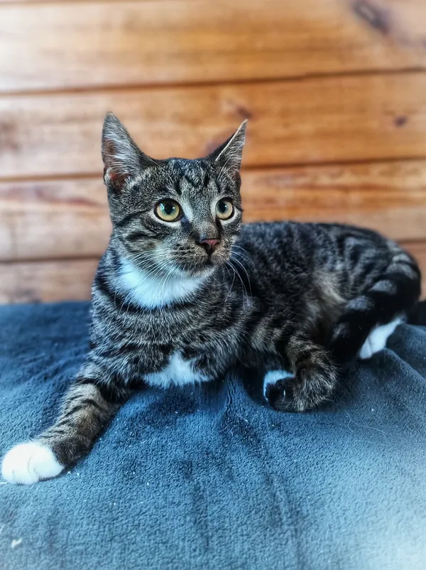 Oddam kota, Olsztyn, Podgrodzie, 4 października 2025 (1/3)