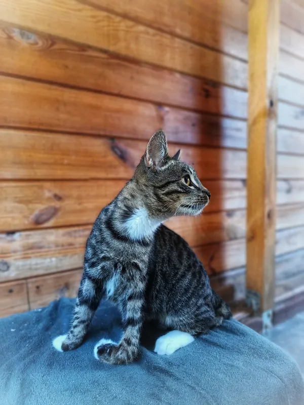 Oddam kota, Olsztyn, Podgrodzie, 4 października 2025 (3/3)