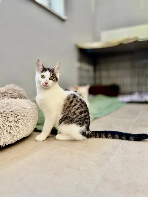 Kot do adopcji, Piła, 16 sierpnia 2025