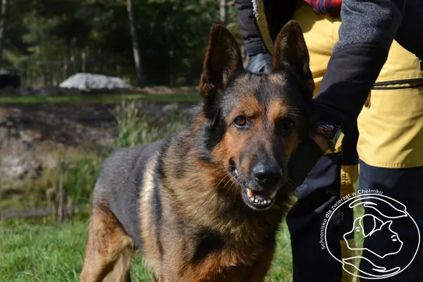 Pies do adopcji, Chełmek, 14 września 2025