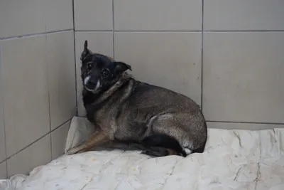 Pies do adopcji, Kraków, 20 września 2025