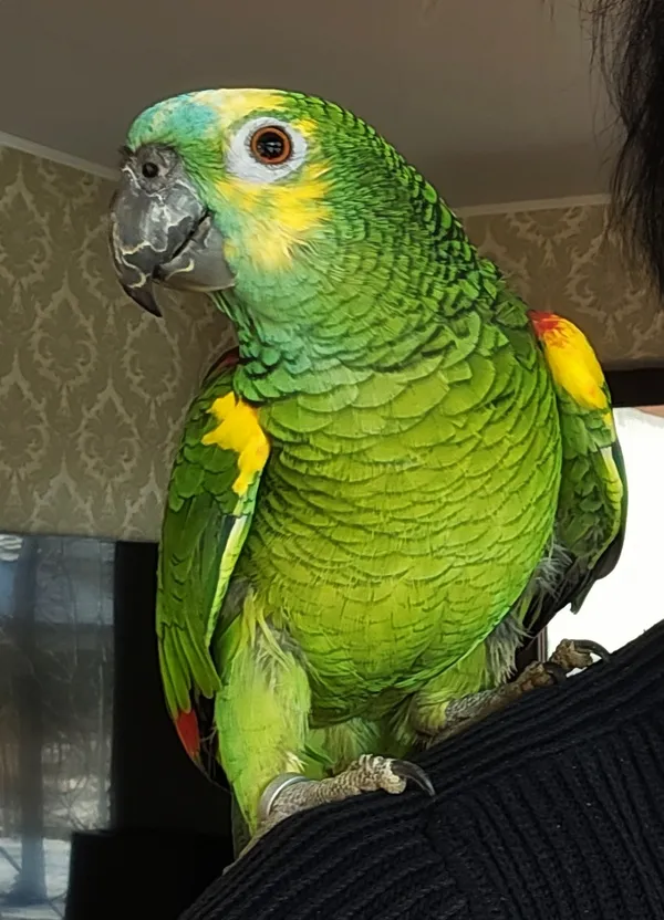 Zagineło zwierzę, Łódź, 4 października 2025