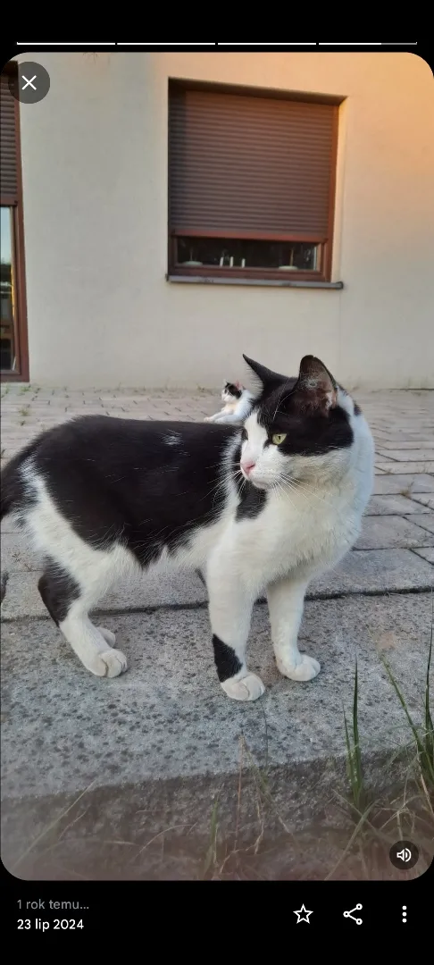 Zaginął kot, Łódź, Ruda Pabianicka, 5 października 2025 (1/3)