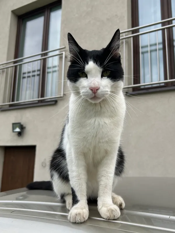 Zaginął kot, Łódź, Ruda Pabianicka, 5 października 2025 (2/3)