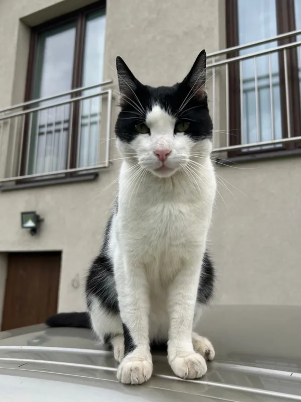 Zaginął kot, Łódź, 5 października 2025