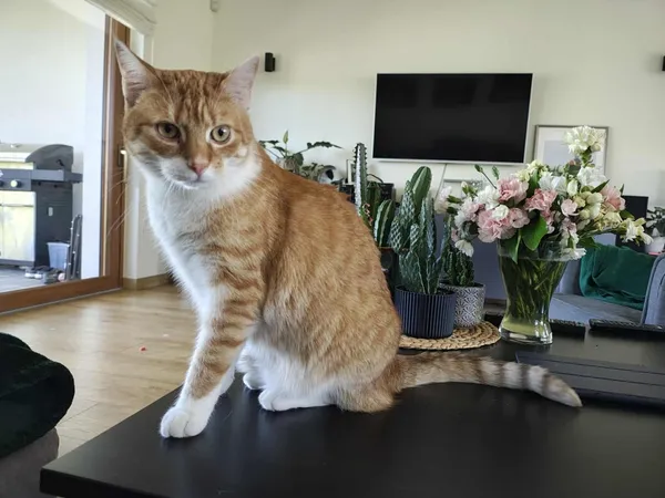 Zaginął kot, Łódź, 5 października 2025