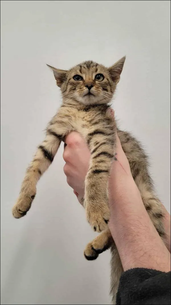 Znaleziono kota, Grudziądz, 5 października 2025