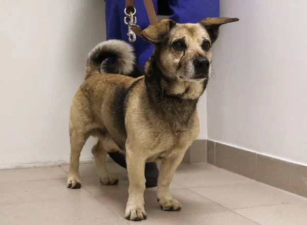 Znaleziono psa, Łódź, 5 października 2025 (1/2)