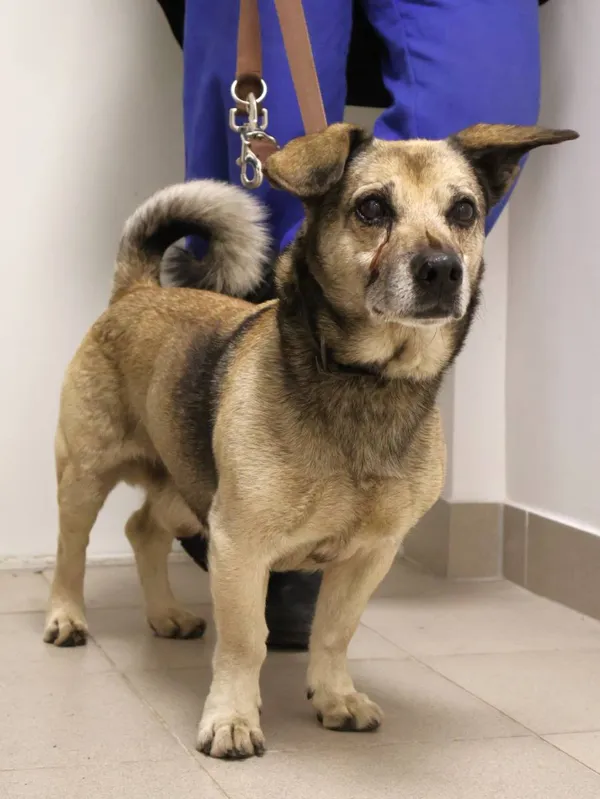 Znaleziono psa, Łódź, 5 października 2025 (2/2)