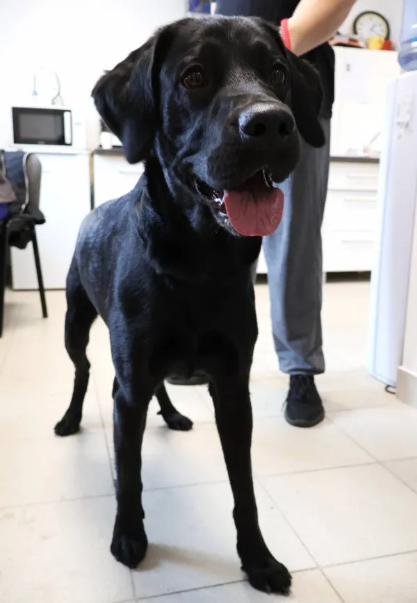 Znaleziono psa, Łódź, 5 października 2025 (2/4)