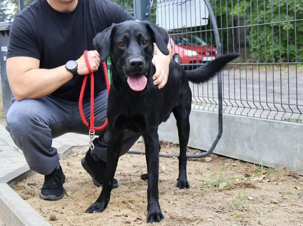 Znaleziono psa, Łódź, 5 października 2025 (3/4)