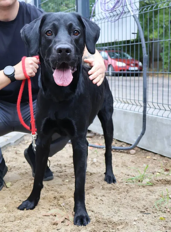 Znaleziono psa, Łódź, 5 października 2025 (4/4)