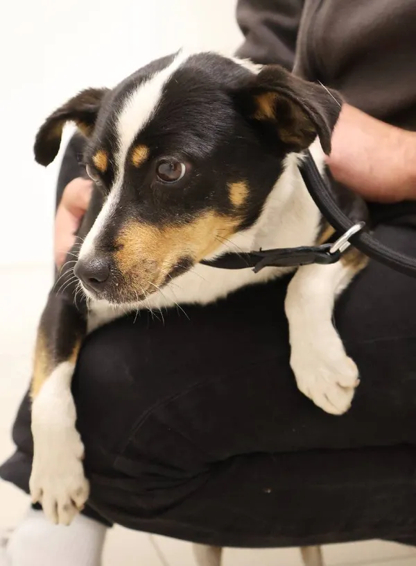 Znaleziono psa, Łódź, 5 października 2025 (1/3)