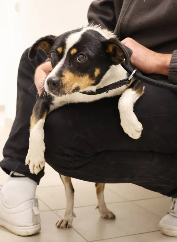 Znaleziono psa, Łódź, 5 października 2025 (2/3)