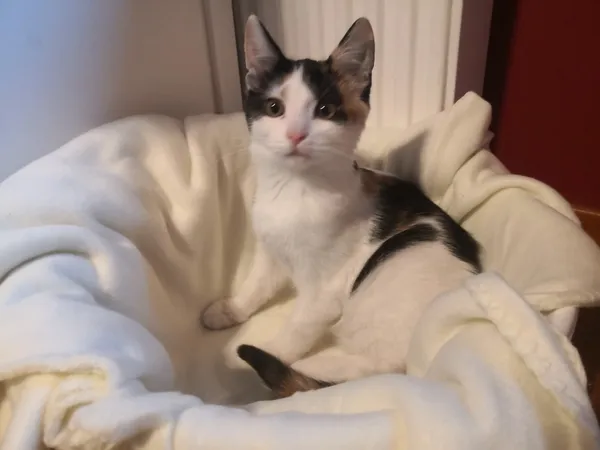 Zaginął kot, Łódź, 5 października 2025