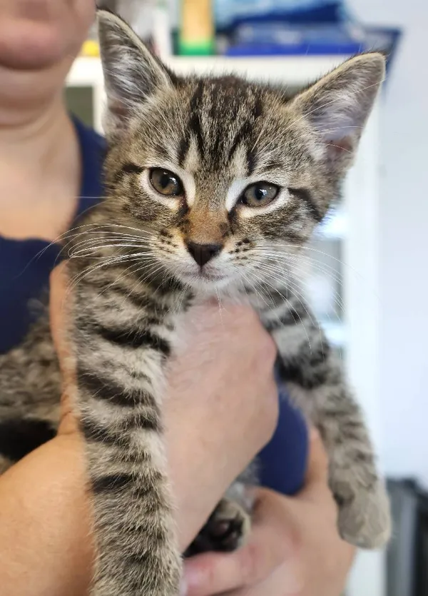 Znaleziono kota, Łódź, 4 października 2025 (1/2)