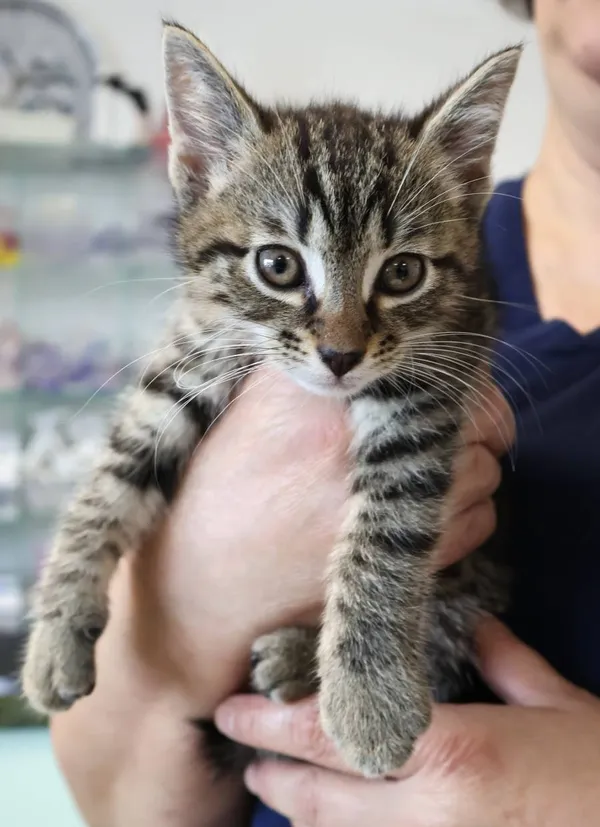 Znaleziono kota, Łódź, 4 października 2025 (2/2)