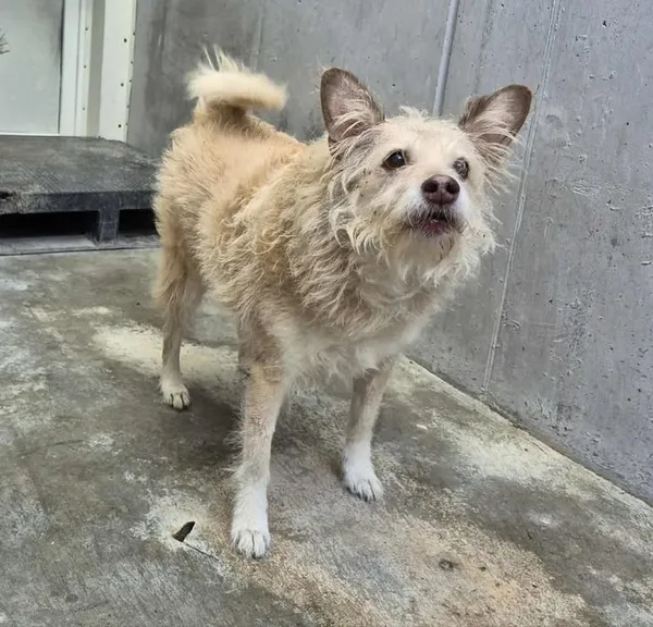 Znaleziono psa, Lublin, 4 października 2025