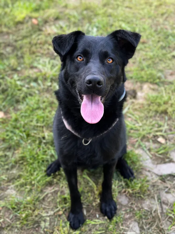 Pies do adopcji, Korabiewice, 5 października 2025 (2/5)