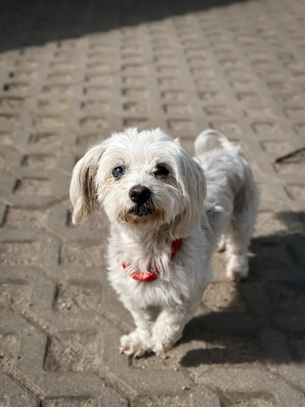 Pies do adopcji, Korabiewice, 5 października 2025 (1/5)