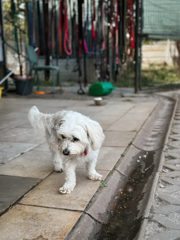 Pies do adopcji, Korabiewice, 5 października 2025 (3/5)