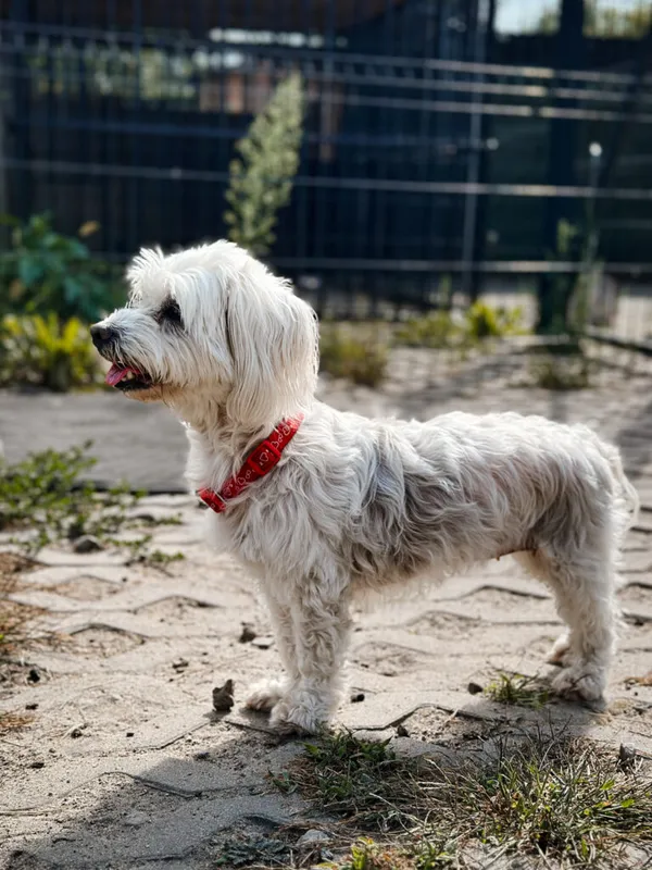 Pies do adopcji, Korabiewice, 5 października 2025 (5/5)