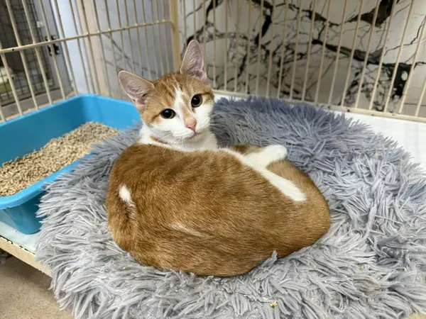 Znaleziono kota, Chojnice, 5 października 2025