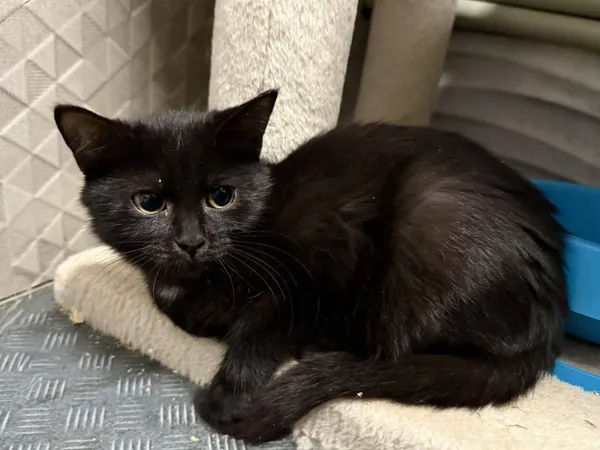 Znaleziono kota, Chojnice, 5 października 2025