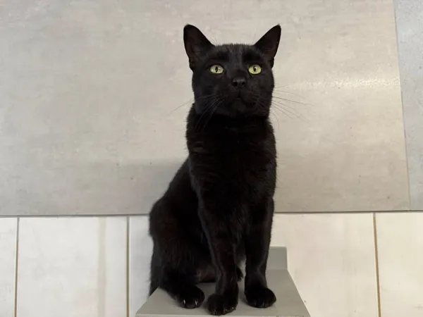 Znaleziono kota, Chojnice, 5 października 2025 (2/2)