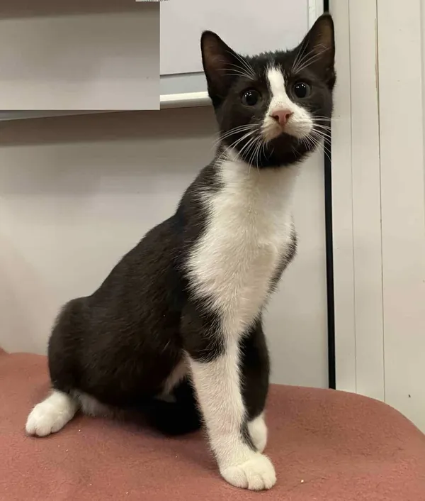 Znaleziono kota, Chojnice, 5 października 2025 (1/3)